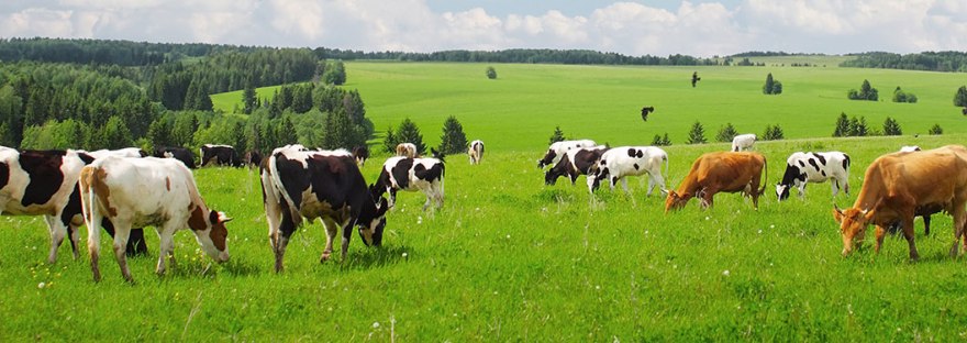 Animal Feed Organic Trace Minerals Market-Latest Insights on Trends and Challenges 2019| Key Players-Alltech, Cargill,Biochem, Archer Daniels&nbsp;Midland