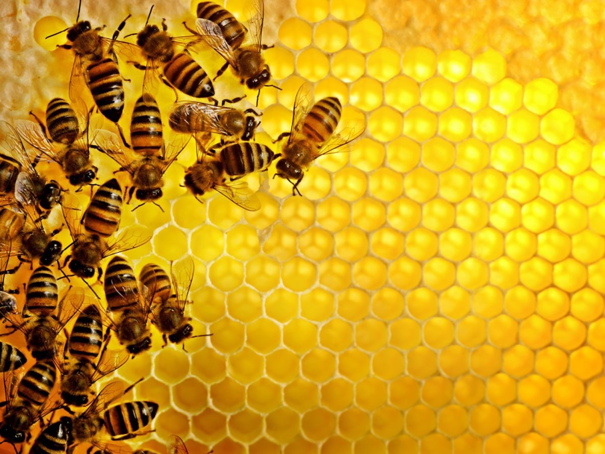 Honey Powder Market Outlook and Growth Stance Forecasted Through&nbsp;2025