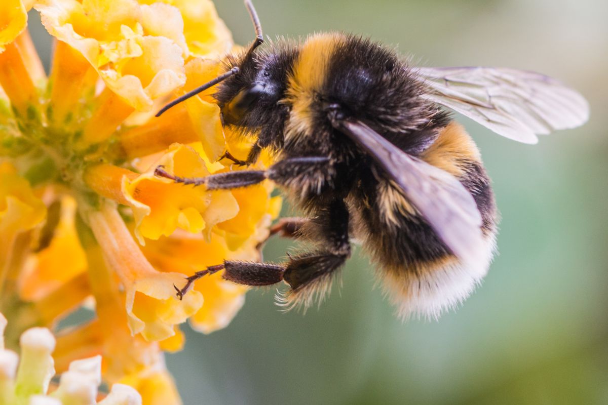 Beeswax Market Is Thriving Worldwide From 2019 To&nbsp;2024
