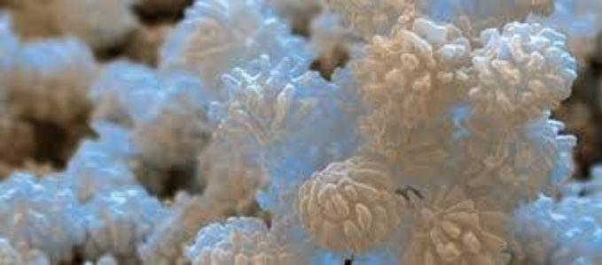 Microbial Fermentation APIs Market Latest Rising Trends with Business Opportunities&nbsp;2019