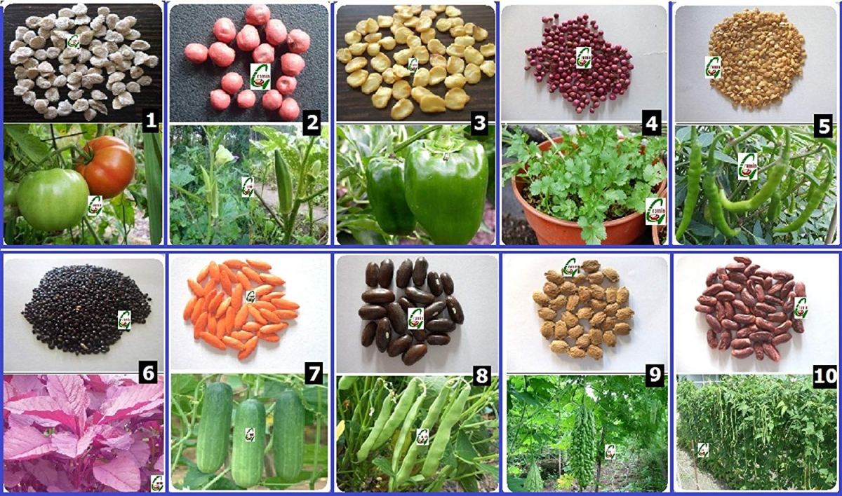 Vegetable Seed Market Overview, Sales Revenue, Business Growth, Opportunities From 2020 To&nbsp;2022