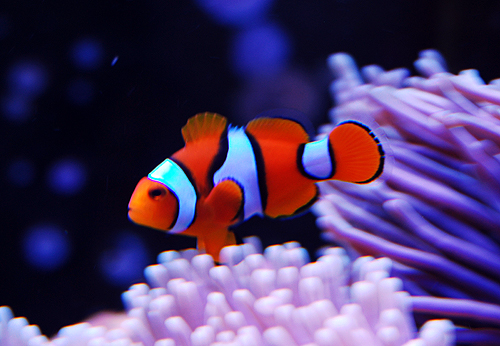 Global Clown Fish Market Size, Type, Regions, and Major Companies Application To&nbsp;2028