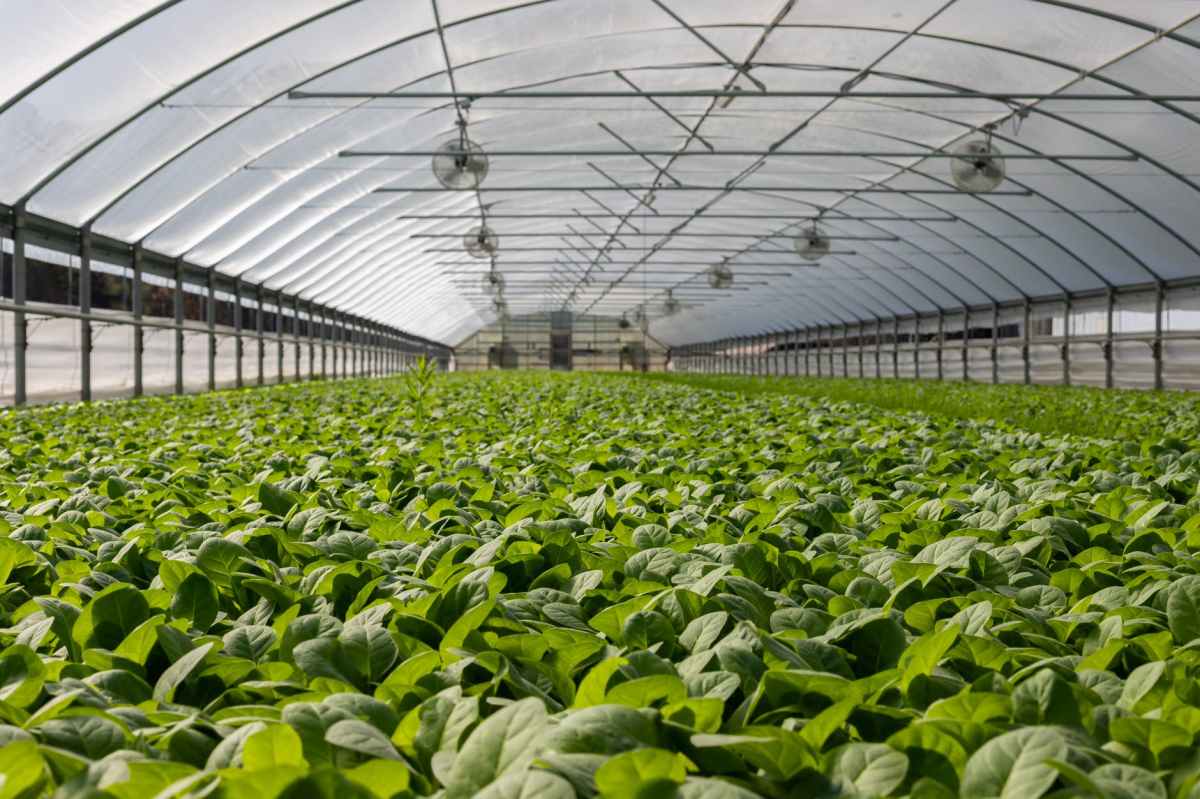 Agriculture Market Latest Benefits, Advancement And Rising Future Prospects By&nbsp;2023