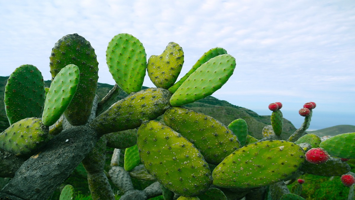 Global Cactus Extract Market Growth Analysis, Business Opportunities, Future Scope and Forecast To&nbsp;2028