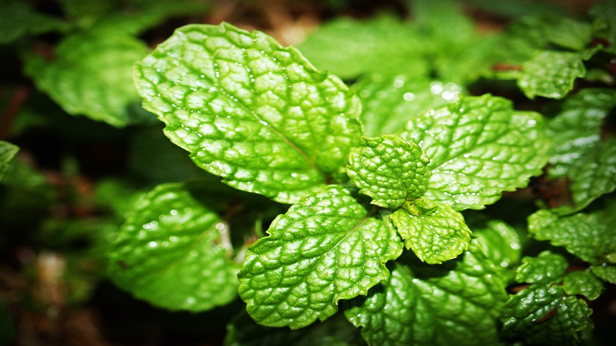 Synthetic Menthol Market Investigation Reveals Enhanced Growth during the forecast Period,&nbsp;2020-2028