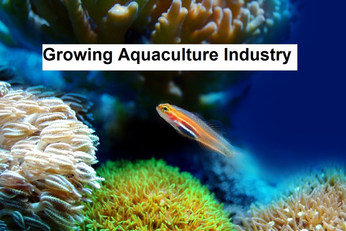 Fishing Nets and Aquaculture Cages Market Growing Tremendously with Better Market Opportunities From&nbsp;2020-2023