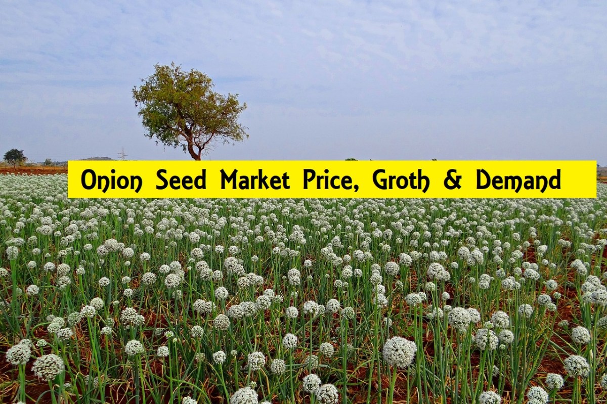 Skyrocketing Onion Seeds Market Rising Demand with Current Trends&nbsp;2020
